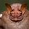 Ugly Bat Species