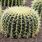 Un Cactus