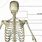 Upper Body Bones Diagram