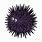 Urchin Clip Art