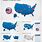 Us Map for PowerPoint Presentation