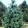Vanderwolf Pine Tree