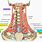 Vertebral Artery Subclavian