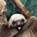 Very Cute Baby Sloths