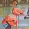 Vintage Flamingo Paintings