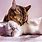 Wallpaper Cat Couple