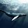 Wallpaper Underwater Whale