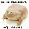 Wednesday Frog Meme