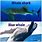 Whale Shark vs Whale