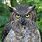 What Is the Biggest Owl in the World