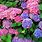 What Plant Is Hortensia
