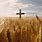 Wheat PPT and Cross