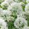 White Allium Flower