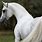White Arabian Stallion Horse