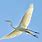 White Crane Bird Flying