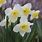 White Daffodil Varieties