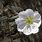 White Desert Flowers