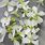 White Edible Flowers