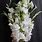 White Gladiolus Bouquet