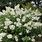 White Hydrangea Paniculata