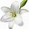 White Lily Flowers PNG Transparent
