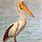 White Pelican Art