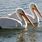 White Pelicans in Florida