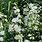 White Penstemon