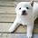 White Shiba Inu Puppies