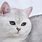 White Shorthaired Cat