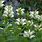 White Turtlehead Chelone Glabra