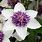 White and Purple Clematis