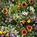 Wild Flower Seed Mix