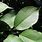 Wild Plum Tree Leaf