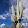 Wild West Cactus