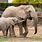 Wild Zoo Animals Elephant