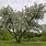 Willow Tree Varieties
