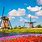Windmill and Tulip Fields Netherlands