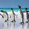 Windows Spotlight Penguins