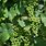 Wine Grape Vine Leaves