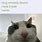 Wireless Device Cat Meme