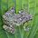 Wisconsin Tree Frogs