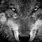 Wolf Image Black and White