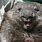 Wombat Teeth