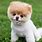 World's Cutest Puppy Breed