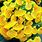 Yellow Calceolaria Flowers