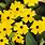 Yellow Clematis Plants