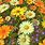 Yellow Daisies Background