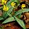 Yellow Erythronium