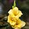 Yellow Gladiolus